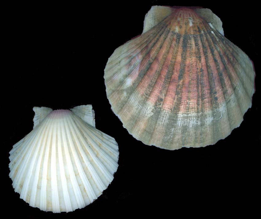 Pecten maximus e Pecten jacobeus